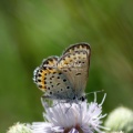 karner blue butterfly 3179