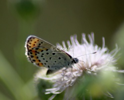 karner blue butterfly 3253