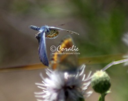 karner blue butterfly flying 3061