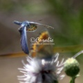 karner blue butterfly flying 3061
