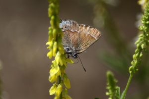 small butterfly 086