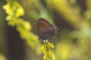 small butterfly 136