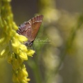 small butterfly 189