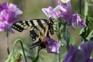 swallowtail Butterfly on the Pea Flower 073