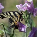 swallowtail Butterfly on the Pea Flower 073