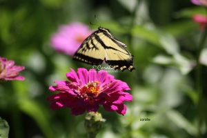 yellow-swallowtail-butterfly-flying-1159.sample