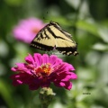 yellow-swallowtail-butterfly-flying-1159.sample