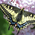 yellowblackswallowtailbutterfly142-1.jpg