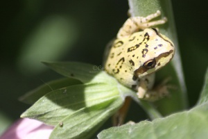 Frog 070