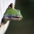 Frog Hanging From A Plant Container 302