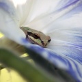 Frog Resting In The Morning Glory Flower 992