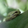 Frog Waiting 846