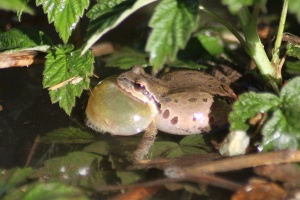 Frog in the pond 041