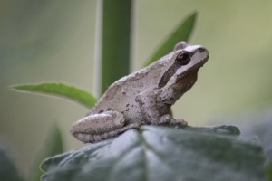 Frog on a foxglove leaf 442