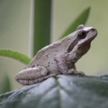 Frog on a foxglove leaf 442