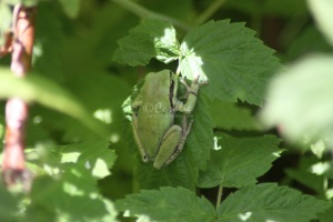 Green Pacific Tree Frog 168