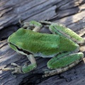 Pacific Tree Frog 022