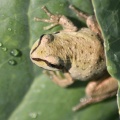 Pacific Tree Frog On The Cabbage Plant 070