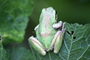 Paciic Tree Frog 371