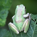 Paciic_Tree_Frog_371.jpg