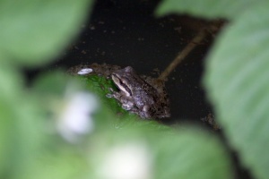 Paciic Tree Frog In Pond 632