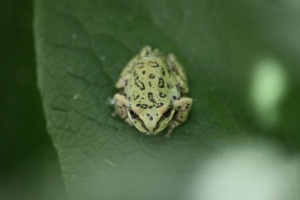 Small Frog 951