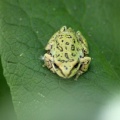 Small Oregon Frog 918