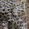 Wild Oregon Snake 613