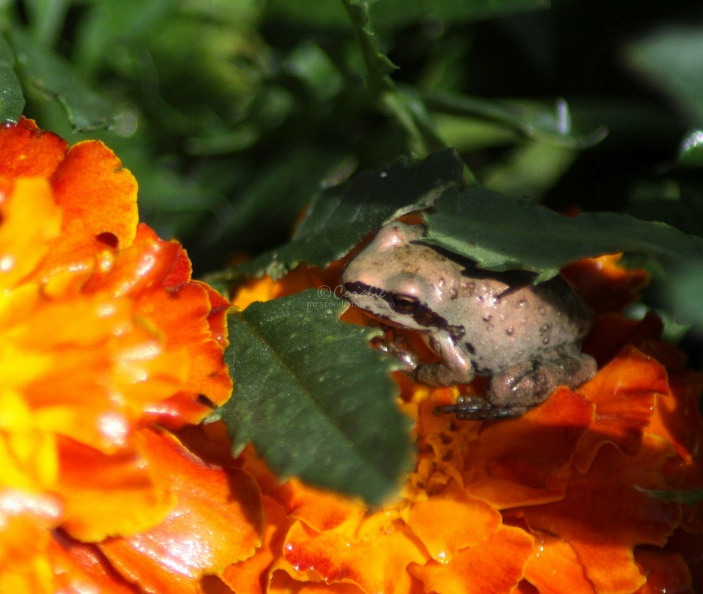 baby_frog_on_the_marigold_flower_132.jpg