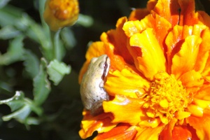 baby frog on the marigold flower 184