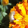 baby_frog_on_the_marigold_flower_184.jpg