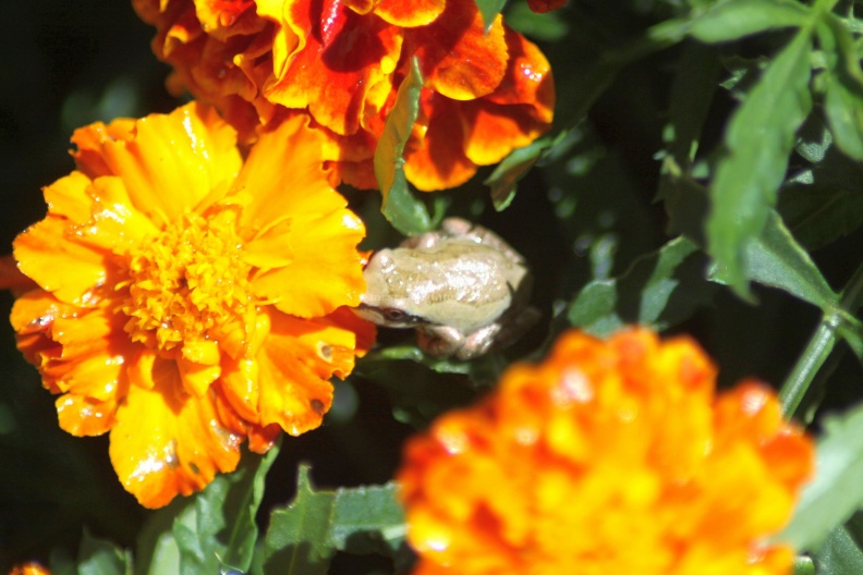 baby_frog_on_the_marigold_flowers_199.jpg