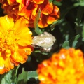 baby frog on the marigold flowers 199