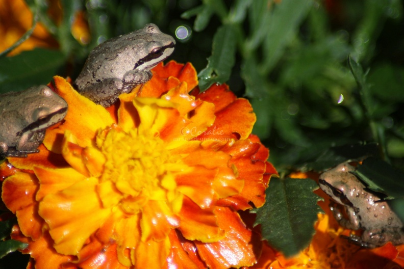 baby_frogs_on_teh_marigold_flowers_080.jpg