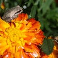 baby frogs on teh marigold flowers 080