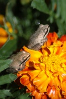 baby frogs on the marigold flowers 122