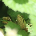 frog 2015-06-03 081