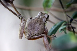 frog 686