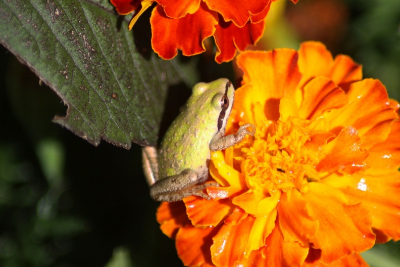 frog_on_the_marigold_flower_137.jpg