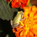frog_on_the_marigold_flower_137.jpg