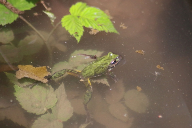 frog_swimming_302.jpg