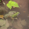 frog swimming 302