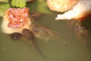 frog tadpoles in the pond 046