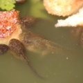 frog tadpoles in the pond 046