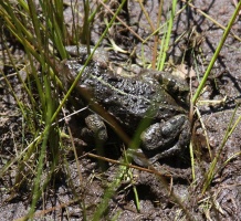 frog toad 121