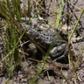 frog toad 121