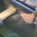 frog toad tadpoles 076