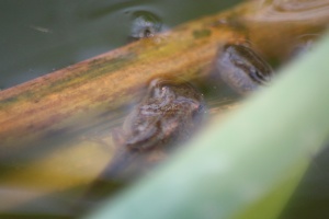 frog toad tadpoles 095