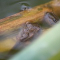 frog toad tadpoles 095