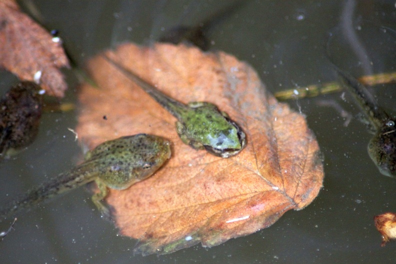 frogs_life_in_the_pond_813.jpg